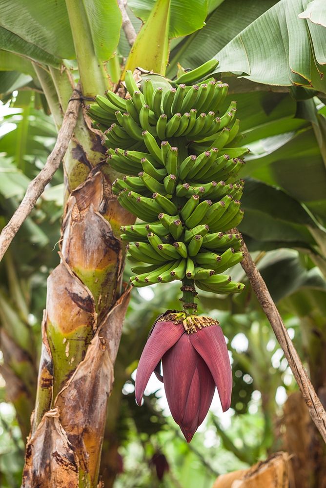 Canary Islands-La Palma Island-San Andres-banana flower
